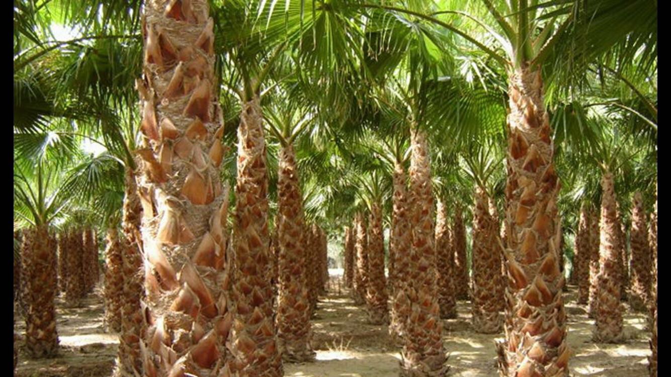 PALME ORNAMENTALI VENDITA